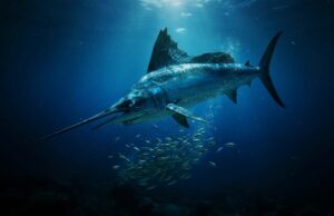 Plongée dans la vie secrète de l’espadon-voilier : le sprinter des océans