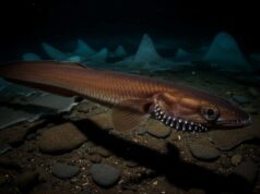 Antarctique : le lycode cosmonaute