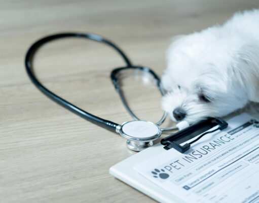 Pourquoi prendre une assurance pour ses animaux de compagnie ? prendre une assurance pour ses animaux de compagnie